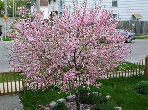 The Blossoming Plum Tree - An Ethereal Vision Captured in Ink and Silk?